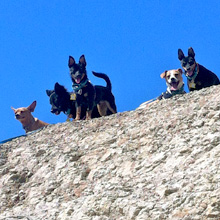 dogs on a bluff