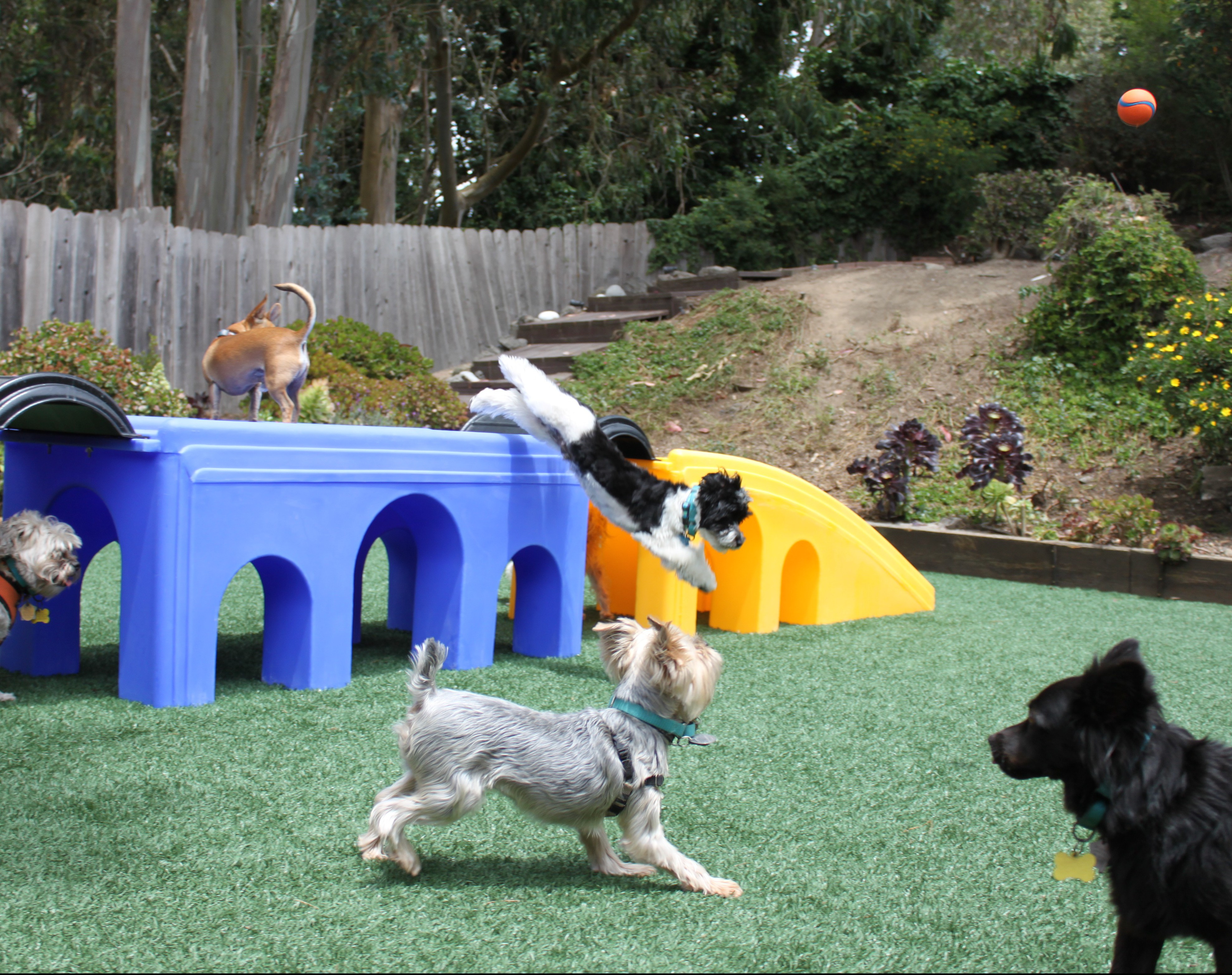 Small dog day care facility