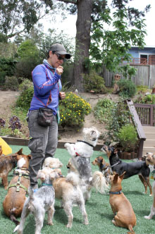 Trainer with attentive small dogs