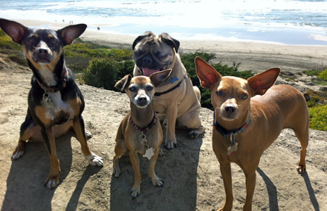 group of small dogs on dog walk at the beach