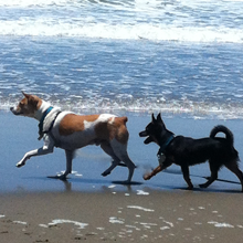 dogs walking at beach