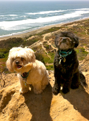 Dogs on hike at Fort Funston, SF