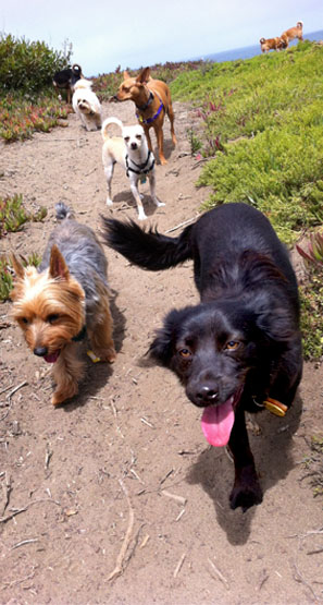 Small dogs on trail