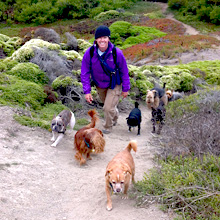 Dog walker with dog group on trail