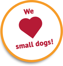 We Love Small Dogs!