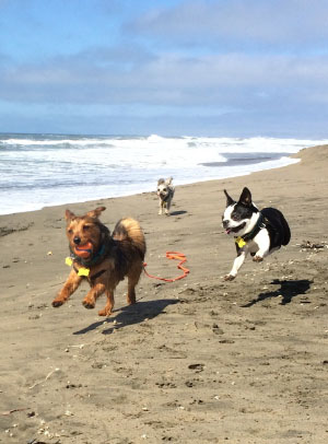 small dogs playing at beach