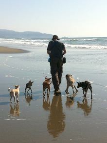 Dog pack walking down beach at Fort Funston