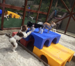 Small dog day care center