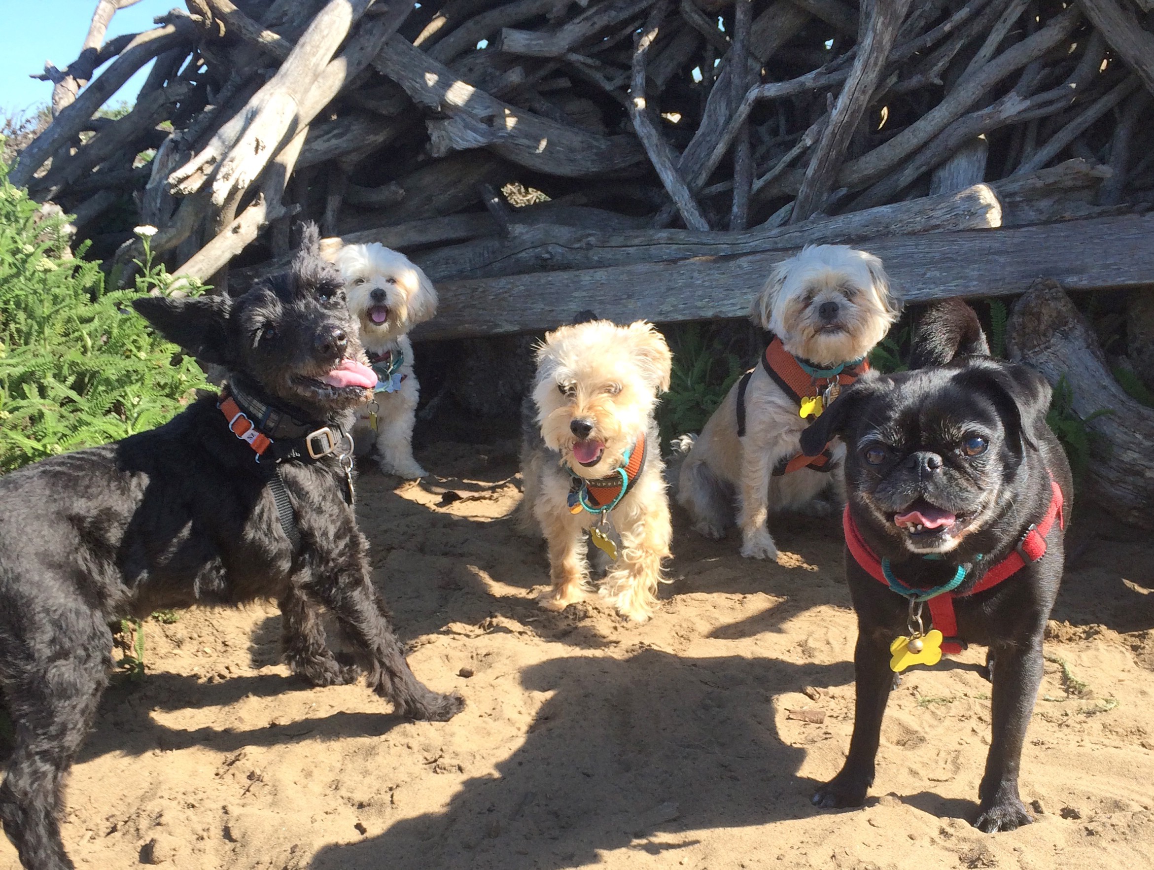Small dog day care outing